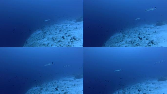 两个大梭子鱼-Sphyraena梭子鱼在亚洲马尔代夫印度洋的蓝水中游泳