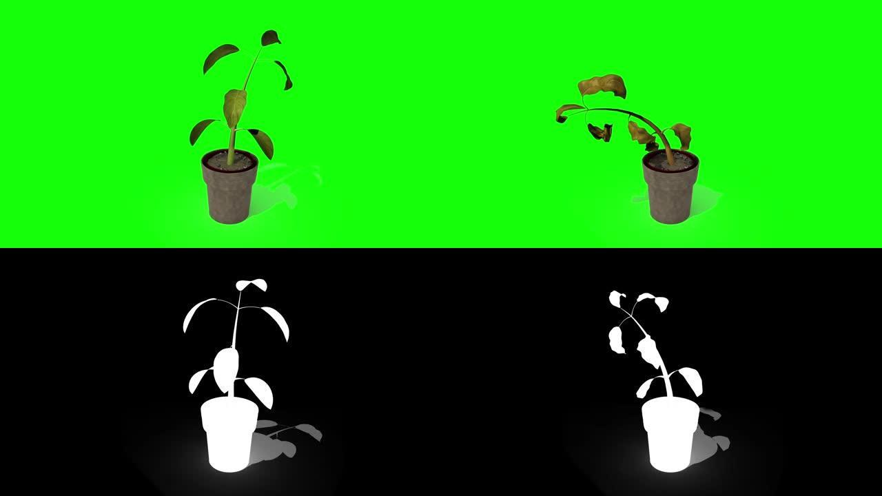 动画延时植物生长的Alpha镜头包括在内