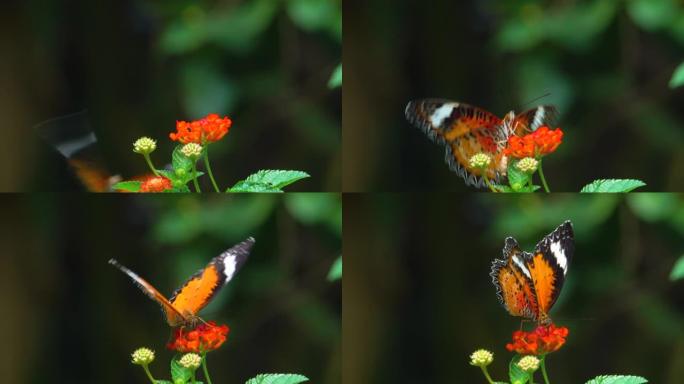 橙花上的帝王蝶