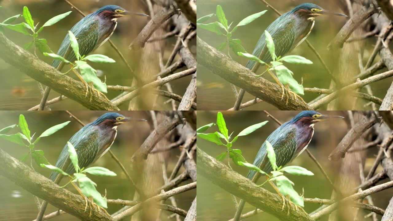 绿鹭: 哥斯达黎加