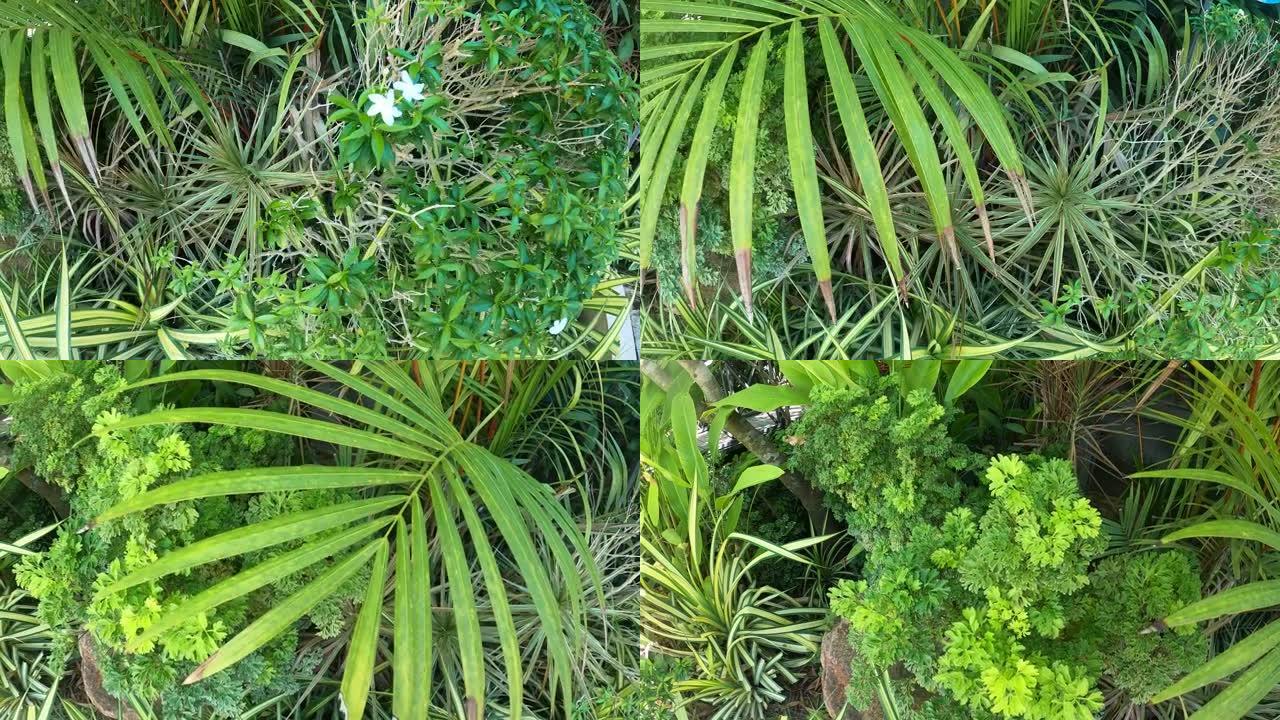 花园中的热带植物