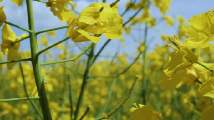 黄花菜籽油菜籽农业田。春天美丽盛开的油菜籽田蓝天。慢动作。油菜籽背景蓝天上的黄色油菜花特写。