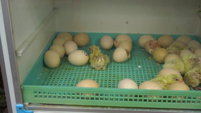 孵化器里有很多新生鸡