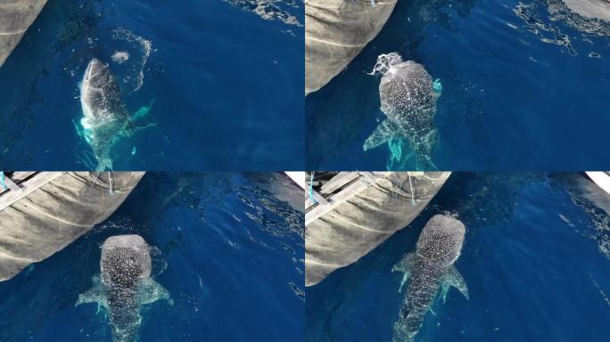 一只喂食鲸鲨的航拍夹在传统捕鱼平台船附近张开嘴吃东西