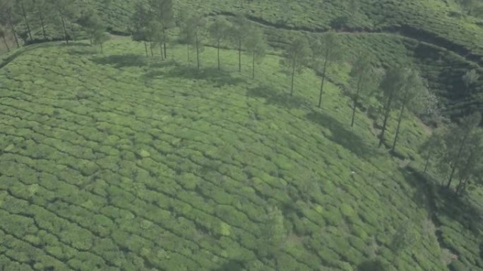 印度蒙纳山区的茶园风光。空中无人机视图