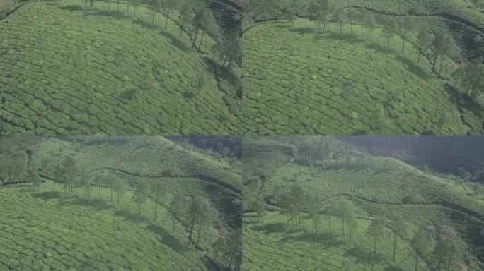 印度蒙纳山区的茶园风光。空中无人机视图