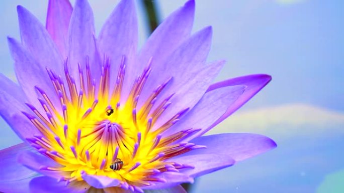 蜜蜂在池塘里盛开的浅紫色莲花的花粉上发现甜味