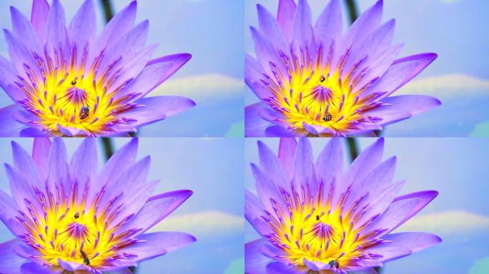 蜜蜂在池塘里盛开的浅紫色莲花的花粉上发现甜味