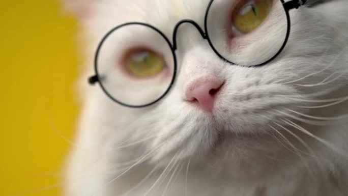 可爱的圆形透明眼镜家养宠物。工作室黄色背景上的毛茸茸的猫。动物，教育，科学概念。