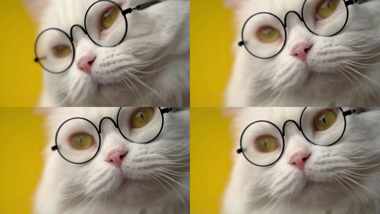 可爱的圆形透明眼镜家养宠物。工作室黄色背景上的毛茸茸的猫。动物，教育，科学概念。