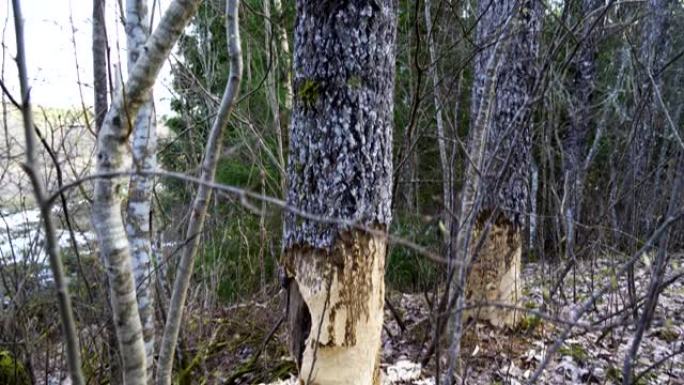在森林中被砍掉的老树的高树干