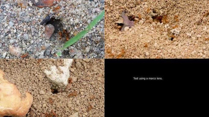 火蚁巢。蚁群概念在昆虫生活的世界里。