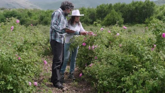 农民小组在田地中间检查保加利亚油月季的作物。走着看花，用平板电脑。农业职业。