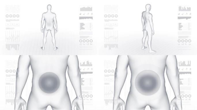 患有腰椎病变的人。男孩的3d身体。男性人体结构的旋转动画和特写。4k镜头。