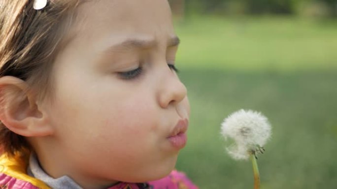 褪色的蒲公英在一个阳光明媚的日子里死于一个执着的女孩的打击。