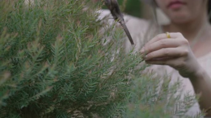 室外花园中的女性修剪植物。