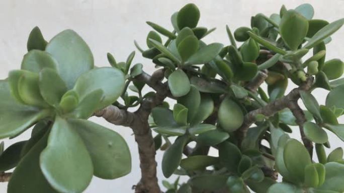 在阳光明媚的日子里，室内植物多汁。Crassula ovata aka玉器植物