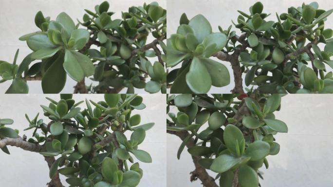 在阳光明媚的日子里，室内植物多汁。Crassula ovata aka玉器植物