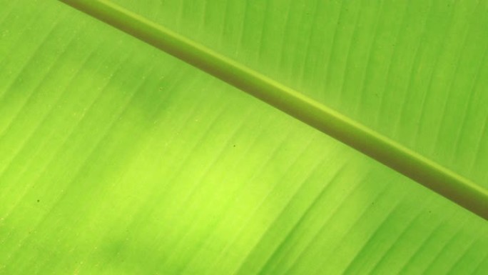 香蕉树的叶子纹理抽象背景。