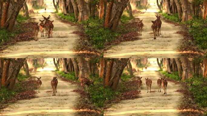 斑点鹿感谢杜德瓦国家公园。