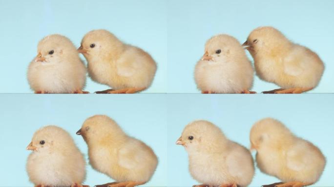 一只鸡对另一只鸡的耳朵说话。抱怨耳语的概念。