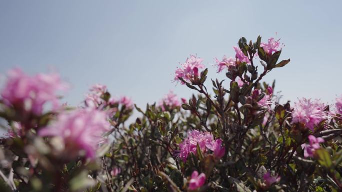 野杜鹃花盛开