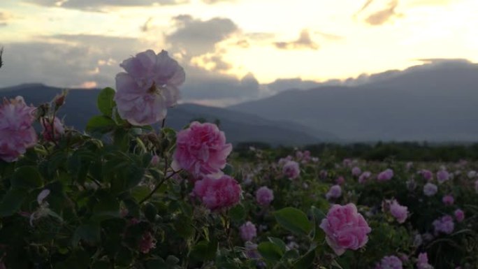 花园里的保加利亚粉红色玫瑰特写镜头