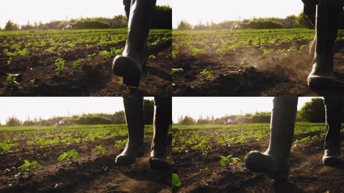 农民穿着橡胶靴走在田野上