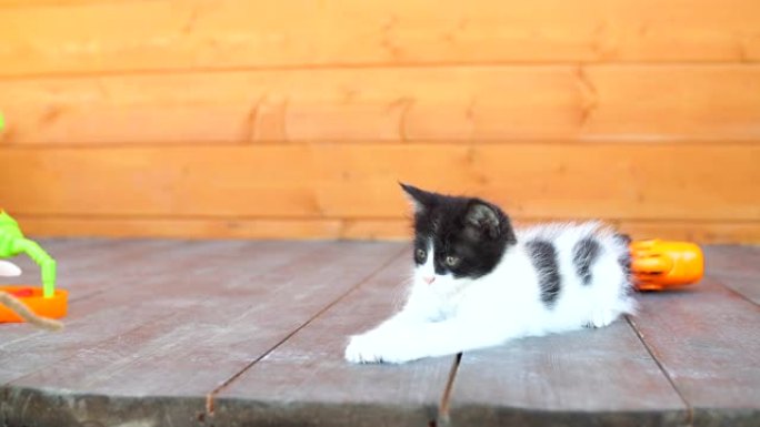 有趣的小猫试图抓住玩具慢动作