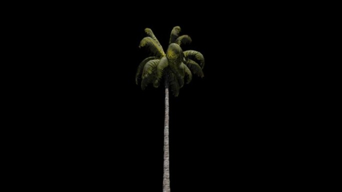 棕榈树。包括阿尔法镜头。