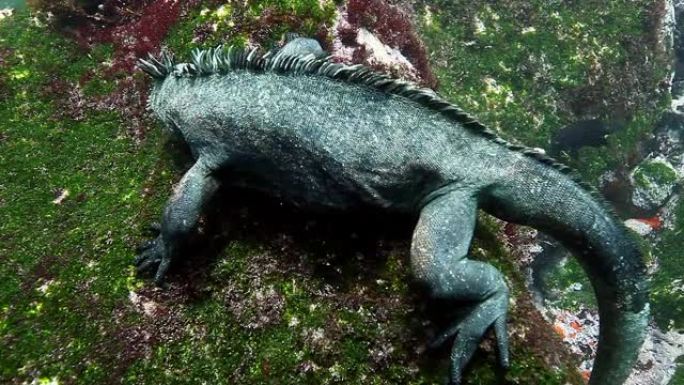 海洋鬣蜥在水下海洋吃海藻。