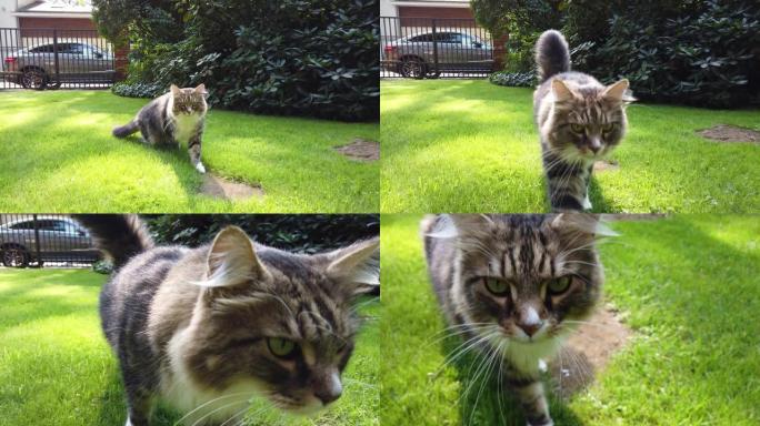 猫在绿色的草坪上行走