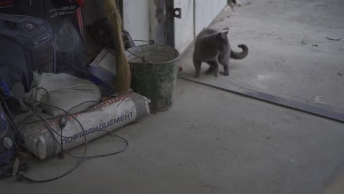 好奇的猫走进车库