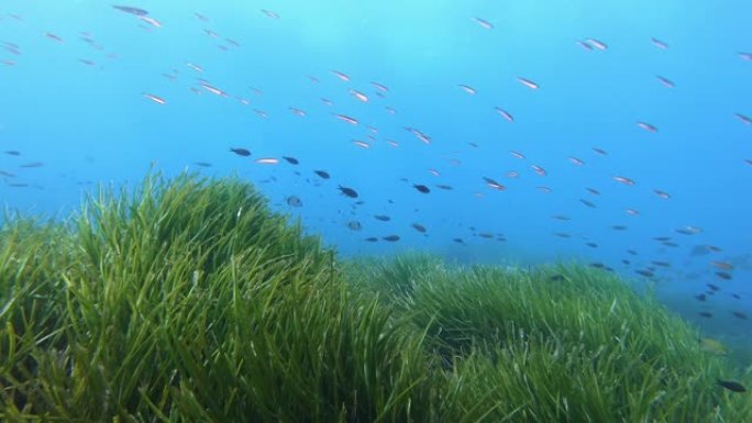 在posidonia海藻海床中游泳的小鱼