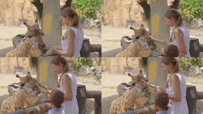 一名年轻女子和她的小儿子在野生动物园里喂长颈鹿