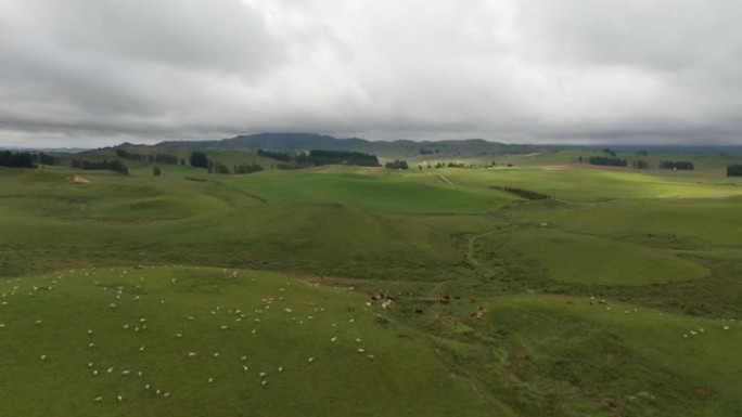 2/3m羊群在新西兰奥哈库内49号国道的绿色农场放牧