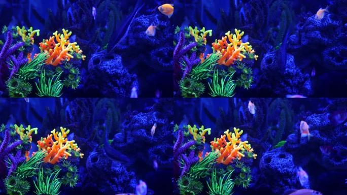 色彩鲜艳的鱼辉光，紫外光下的紫色鱼缸。紫色荧光的热带水生天堂异域背景，发光闪亮的生态系统，充满生机的