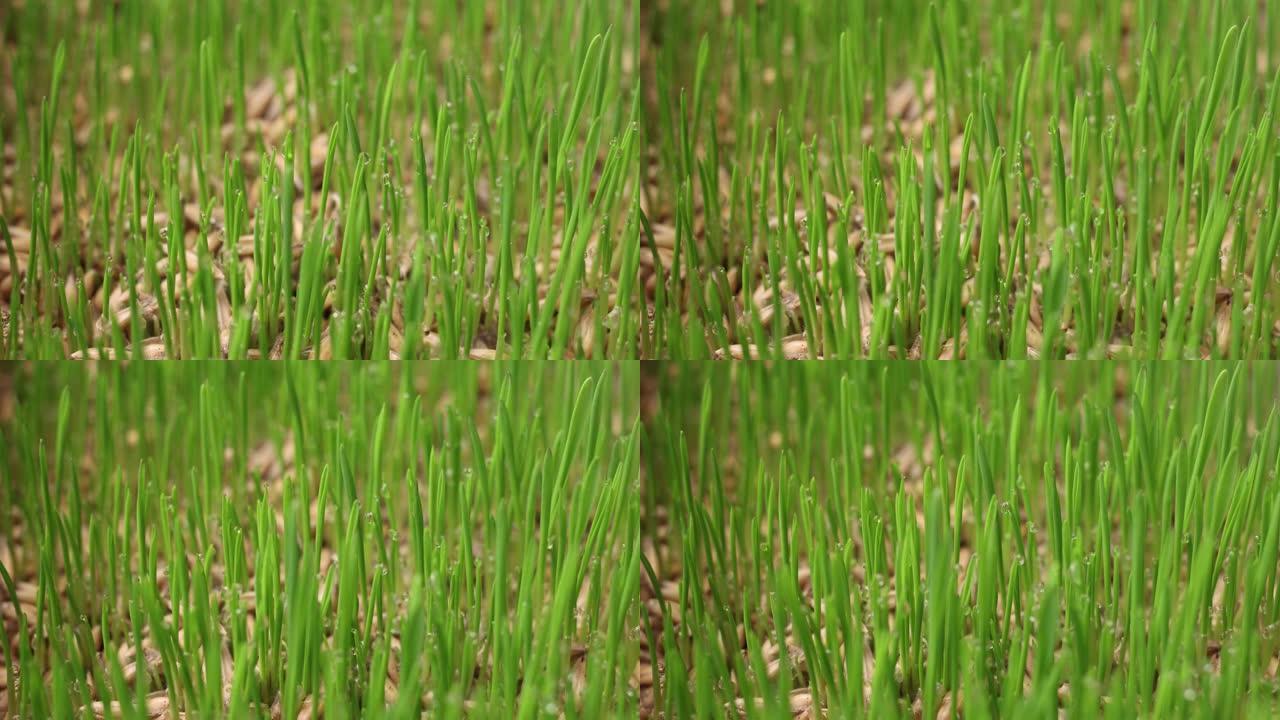 从燕麦种子中加速生长的绿草芽
