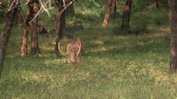 在印度拉贾斯坦邦Ranthambore国家公园放牧的雄鹿或斑鹿
