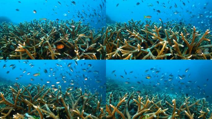 鹿角珊瑚和小鱼