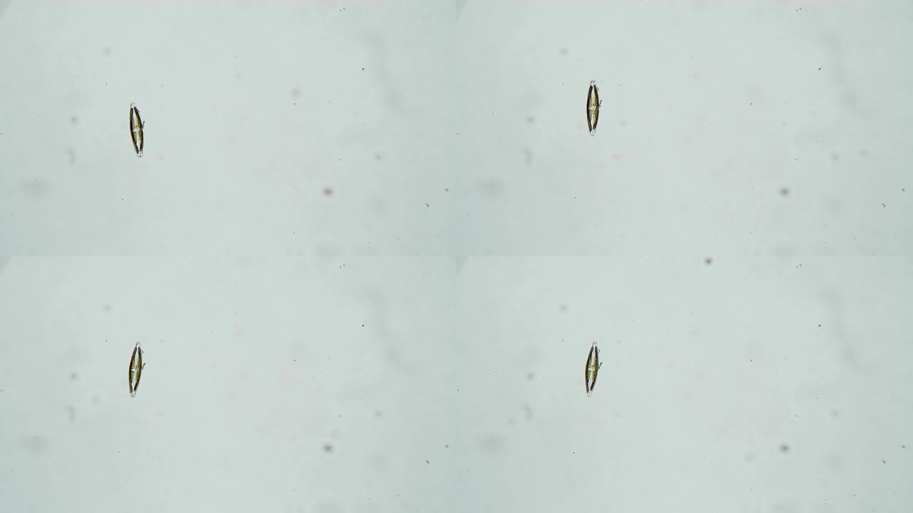 在显微镜下在白色背景上分离出的蓝藻藻cymbella