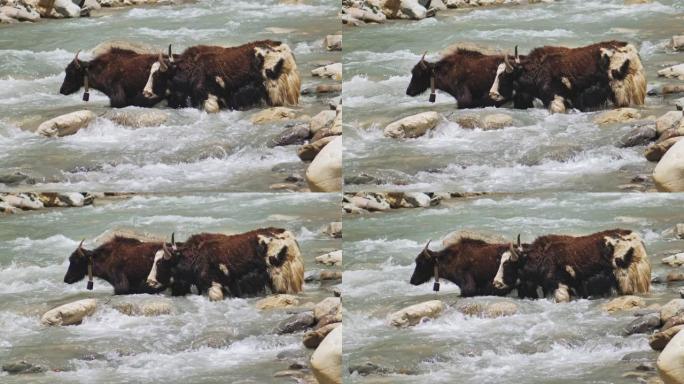 两只毛茸茸的牦牛站在山溪的淡水中