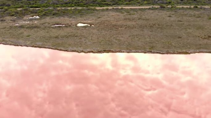 西澳大利亚赫特泻湖粉红湖水中的抽象反思