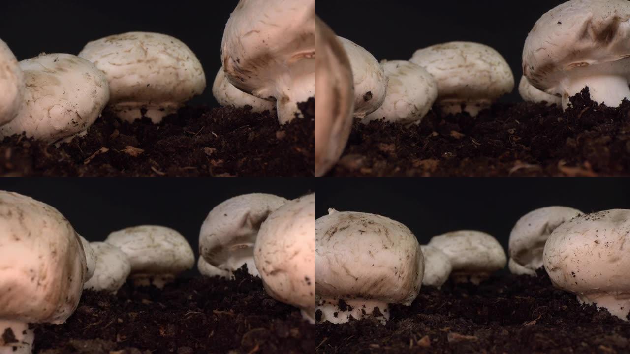 栽培蘑菇