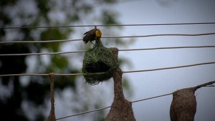 黄色织布鸟建筑它在电线上筑巢。