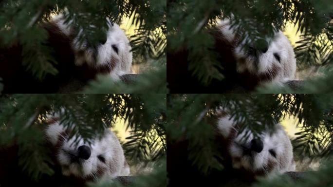 小熊猫休息特写