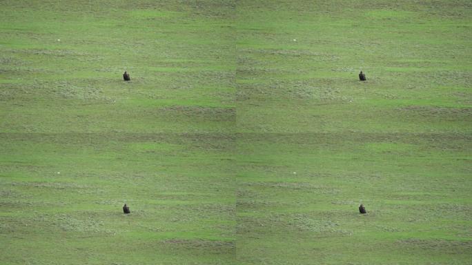 自由野生秃鹫在绿色草地