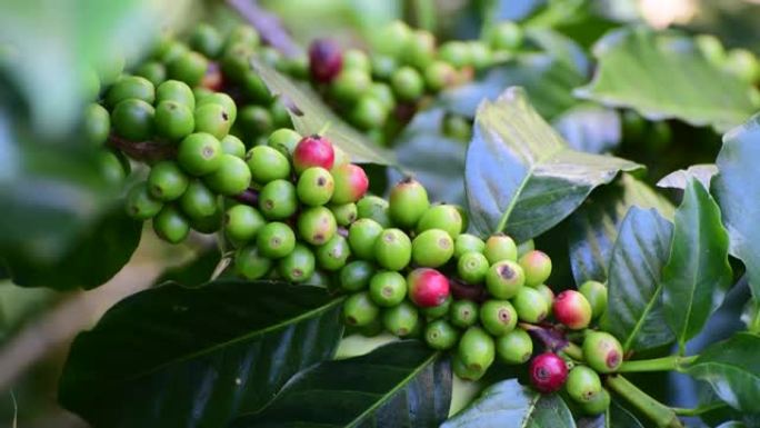 咖啡作物果实农作物农产品