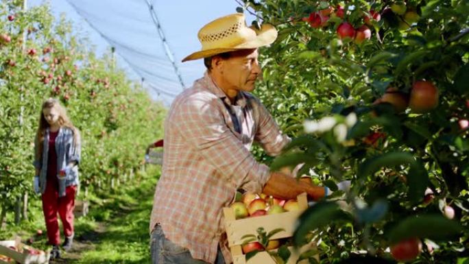 在镜头前，老农民从木箱上的树上收集了一些苹果，其他工人走在苹果园上。4k