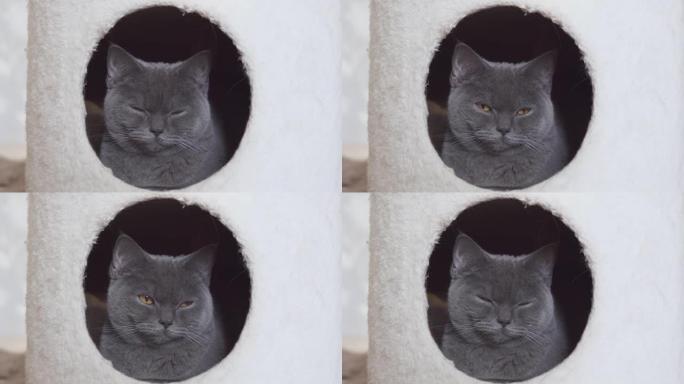 英国灰猫在她可爱的猫的房子里睡觉和放松